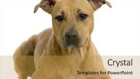  Presentation with native american smudge sticks - Colorful presentation theme enhanced with pit bull - american staffordshire terrier hazel lying backdrop and a gold colored foreground