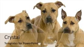  Presentation with american - Cool new slide deck with pit bull - american staffordshire terrier hazel lying backdrop and a gold colored foreground