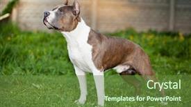  Presentation with pit bull - PPT theme featuring hd cross - english flag with yorkshire text background and a coral colored foreground