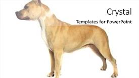  Presentation with american - Audience pleasing slides consisting of pit bull - american staffordshire terrier backdrop and a white colored foreground