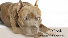  Presentation with pit bull - Cool new presentation design with pit bull - american staffordshire terrier backdrop and a coral colored foreground