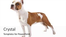  Presentation with native american feather - Beautiful theme featuring pit bull - american staffordshire terrier backdrop and a white colored foreground