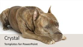  Presentation with pit bull - PPT layouts having pit bull - american staffordshire terrier background and a coral colored foreground