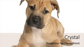  Presentation with pit bull - Theme consisting of pit bull - brown puppy american staffordshire terrier background and a coral colored foreground