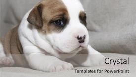  Presentation with puppy - Slides enhanced with pit bull - puppy american staffordshire terrier 3 background and a light gray colored foreground