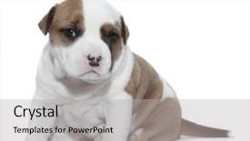  Presentation with southwest native american - PPT layouts consisting of pit bull - puppy american staffordshire terrier 3 background and a light gray colored foreground