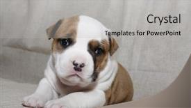 Presentation with american universities - Slides enhanced with pit bull - puppy american staffordshire terrier 3 background and a light gray colored foreground