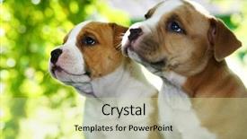 Presentation with puppy - Theme featuring pit bull - puppy american staffordshire terrier 5 background and a soft green colored foreground