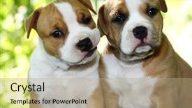  Presentation with native american community - Cool new presentation theme with pit bull - puppy american staffordshire terrier 5 backdrop and a coral colored foreground