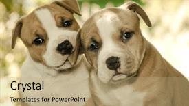  Presentation with american colinization in the philipphines - PPT theme having pit bull - puppy american staffordshire terrier 5 background and a coral colored foreground