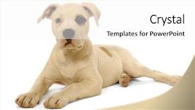  Presentation with puppy - Slides having pit bull - puppy is resting background and a white colored foreground