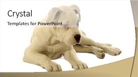  Presentation with pit bull - Colorful PPT layouts enhanced with pit bull - sad puppy is resting backdrop and a white colored foreground
