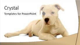  Presentation with pit bull - Presentation theme enhanced with pit bull - sweet puppy dog resting background and a white colored foreground