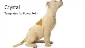  Presentation with cute christmas pug puppy dog - PPT theme consisting of pit bull - sweet puppy dog sitting background and a white colored foreground