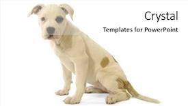  Presentation with sweet - Cool new presentation design with pit bull - sweet puppy is sitting backdrop and a white colored foreground