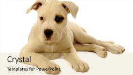  Presentation with sad - PPT layouts featuring pit bull - sweet sad puppy resting background and a lemonade colored foreground