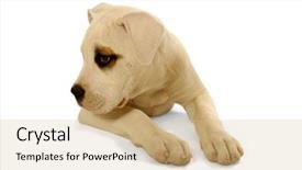  Presentation with sweet - Cool new slides with pit bull - sweet shy dog resting backdrop and a coral colored foreground