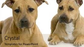  Presentation with american craftsmanship - PPT layouts consisting of pit bull - two american staffordshire terrier hazel background and a gold colored foreground