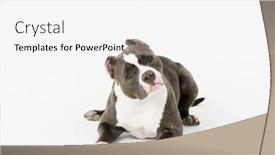  Presentation with pit bull - Slides consisting of pit-bull-dog-sitting background and a sky blue colored foreground
