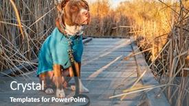  Presentation with pit bull - Audience pleasing presentation theme consisting of pit bull dog backdrop and a gray colored foreground