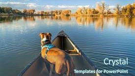  Presentation with pit bull - Amazing PPT theme having pit bull terrier dog lforward backdrop and a ocean colored foreground