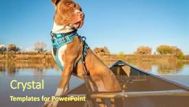  Presentation with pit bull - PPT layouts featuring pit bull terrier dog looking background and a tawny brown colored foreground