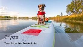  Presentation with pit bull - PPT theme with pitbull - pit bull terrier dog background and a light blue colored foreground