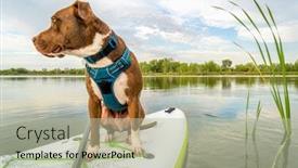  Presentation with pit bull - Beautiful PPT theme featuring pit-bull-terrier-dog backdrop and a mint green colored foreground