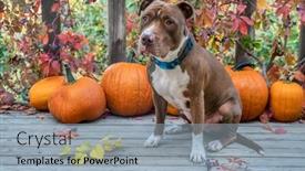  Presentation with pit bull - Presentation featuring pit-bull-terrier-dog background and a light blue colored foreground