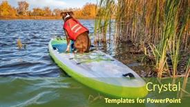  Presentation with pit bull - PPT layouts having pit-bull-terrier-dog background and a tawny brown colored foreground