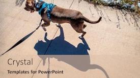  Presentation with pit bull - Amazing PPT theme having pit-bull-terrier-dog backdrop and a lemonade colored foreground