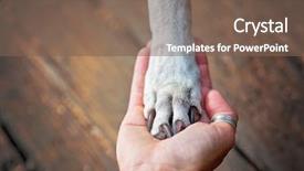  Presentation with lab animal - Theme featuring pitbull lab mix with her background and a violet colored foreground