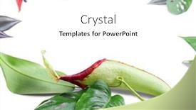  Presentation with plant - PPT theme with pitcher plant nepenthes and tropical leaves on white background background and a white colored foreground