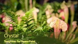  Presentation with botanical garden - PPT theme having pitcher-plant-sarracenia-purpurea-seen background and a tawny brown colored foreground