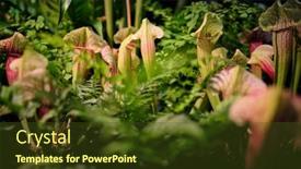  Presentation with botanical garden - Theme featuring pitcher-plant-sarracenia-purpurea-seen background and a tawny brown colored foreground