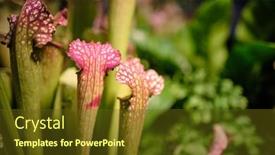  Presentation with botanical garden - PPT layouts consisting of pitcher-plant-sarracenia-purpurea-seen background and a tawny brown colored foreground
