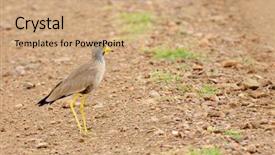  Presentation with cosmic african - Slides having piva - african wattled lapwing also known background and a coral colored foreground