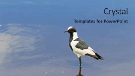 Presentation with serengeti africa - Amazing slides having piva - blacksmith lapwing bird blacksmith plover backdrop and a  colored foreground