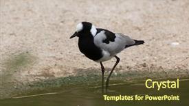  Presentation with wildlife - Colorful slides enhanced with piva - blacksmith lapwing vanellus armatus also backdrop and a  colored foreground