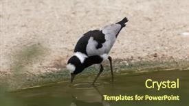  Presentation with wildlife - Presentation theme having piva - blacksmith lapwing vanellus armatus also background and a  colored foreground