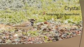  Presentation with closeup of sugarcane plants - Presentation having piva - closeup of a killdeer charadrius background and a  colored foreground
