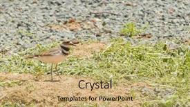  Presentation with closeup of sugarcane plants - Slide deck having piva - closeup of a killdeer charadrius background and a  colored foreground