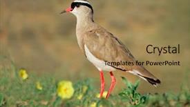  Presentation with natural language processing - PPT theme with piva - crowned plover vanellus coronatus background and a  colored foreground