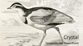  Presentation with egyptian pharoah - PPT theme consisting of piva - egyptian plover old illustration pluvianus background and a  colored foreground