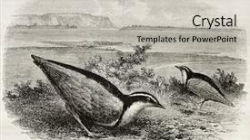  Presentation with egyptian - PPT theme enhanced with piva - egyptian plover old illustration pluvianus background and a  colored foreground