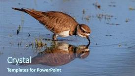  Presentation with marsh - Cool new PPT layouts with piva - killdeer feeding in a marsh backdrop and a ocean colored foreground
