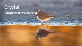  Presentation with water birt - Amazing theme having piva - little cute water bird nature backdrop and a gray colored foreground