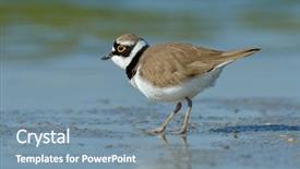  Presentation with natural - Amazing PPT theme having piva - little ringed plover in natural backdrop and a  colored foreground