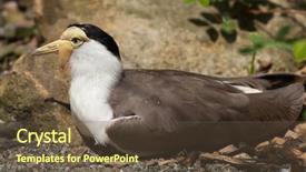  Presentation with e commerce james miles - Beautiful PPT layouts featuring piva - masked lapwing vanellus miles miles backdrop and a tawny brown colored foreground