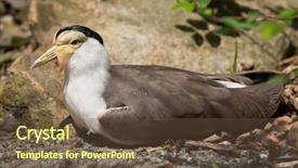  Presentation with e commerce james miles - Presentation design featuring piva - masked lapwing vanellus miles miles background and a tawny brown colored foreground